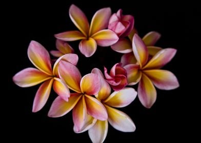 Colorful frangipani