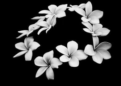 Fine art plumeria