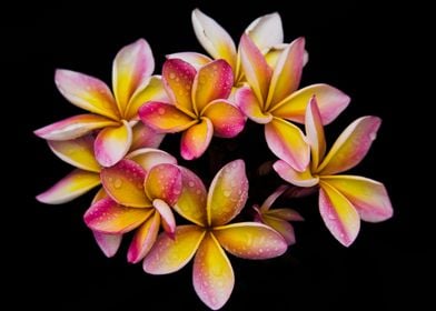 Colorful frangipani