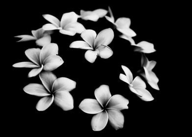 Fine art plumeria