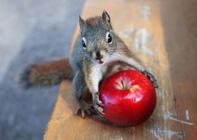 The chipmunk and the apple