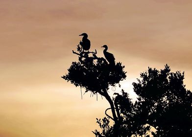 Rookery Silhouette