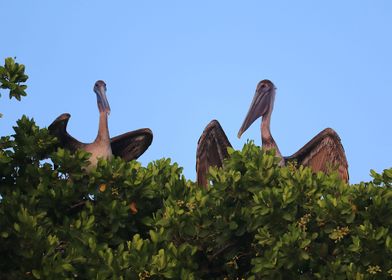Two Pelicans 