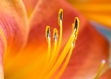Tiger Lily Closeup