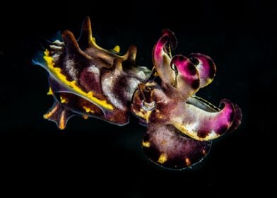 Flamboyant cuttlefish