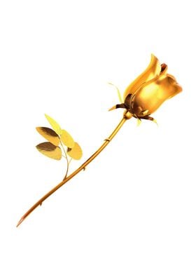 Gold rose on white