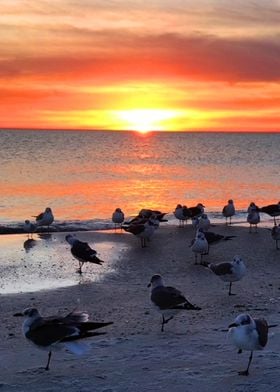 Birds on the Shore