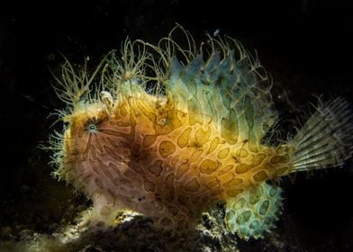 Hairy frogfish