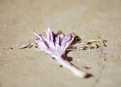 Pressed flower on concrete