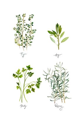 Watercolour Herbs