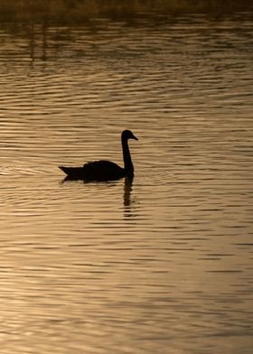 Sunrise swan