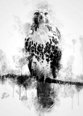 Hawk Black and White