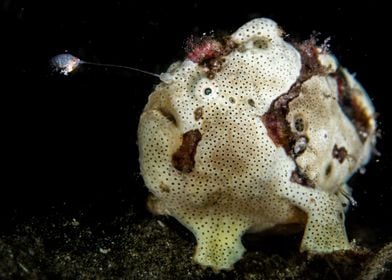 Frogfish fishing with its 