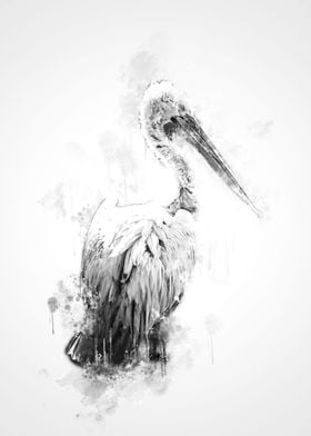 Pelican Black and White