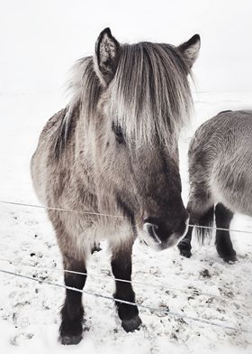snowy Icelandic horse bw