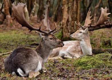 Fallow Deer Stags at Rest