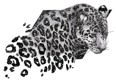 Cosmic Leopard