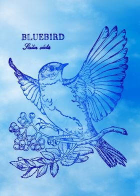 Bluebird