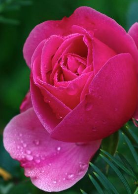 Rose in Rain