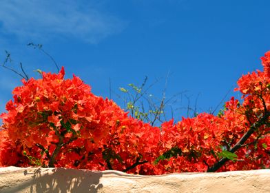 Flowers - Galapagos