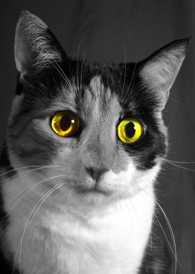 Eyes of a cat