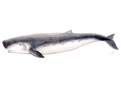 Pygmy sperm whale