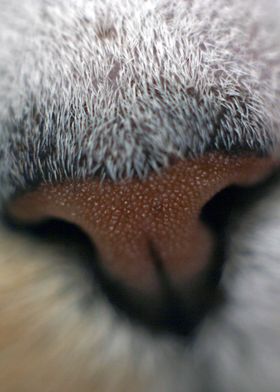 Cat nose - boop