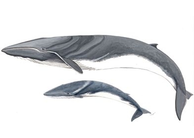 Fin whale and baby whale