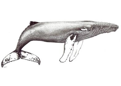 Ink humpback whale