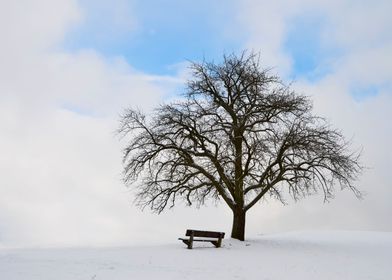 Single tree with bench and