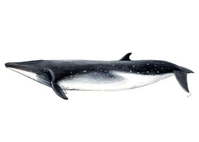 Bryde´s whale 