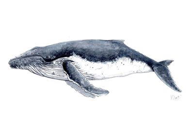 Humpback whale watercolour