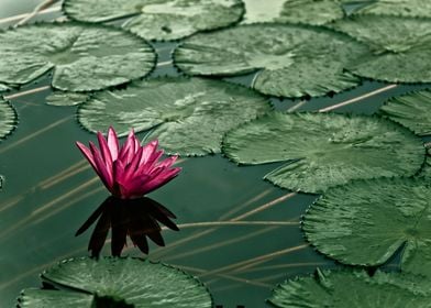 Water lily