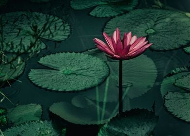 Water lily