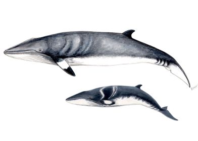 Minke whale and baby whale