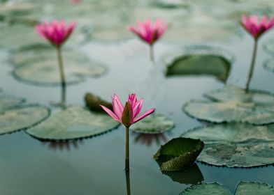 Water lily