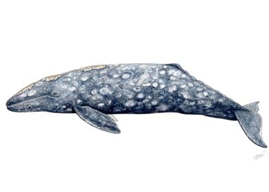 Grey whale