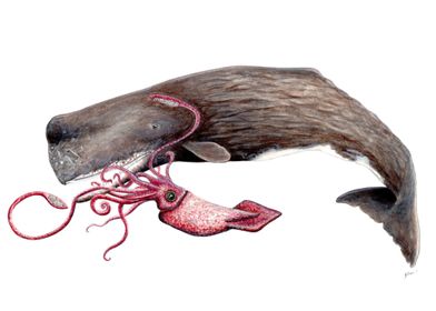 Sperm whale and squid