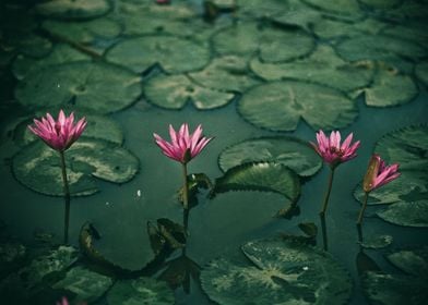 Water lily