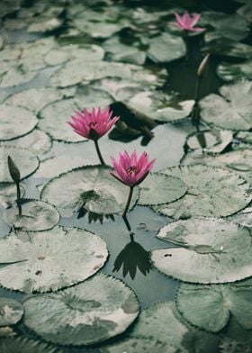 Water lily