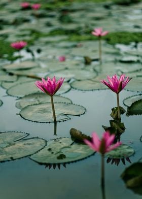 Water lily