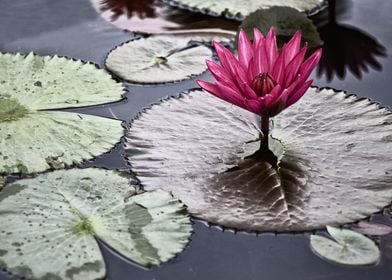 Water lily