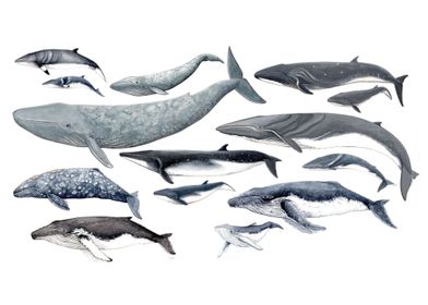 Whale diversity