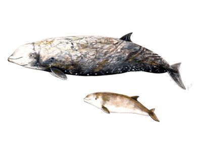 Cuvier´s beaked whales