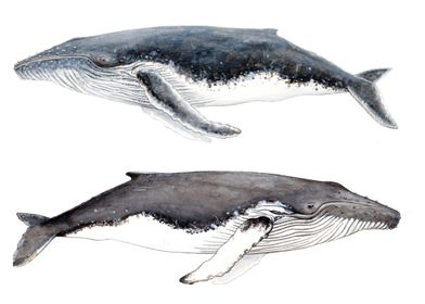 Humpback whales