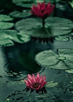 Water lily