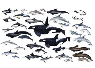 Dolphin diversity