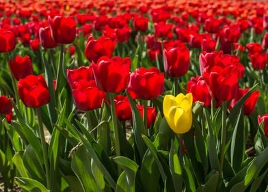 Yellow tulip in red field