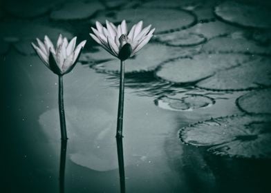 Water lily black and white