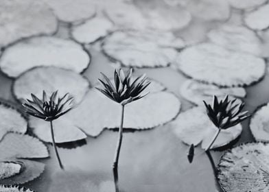 Water lily black and white